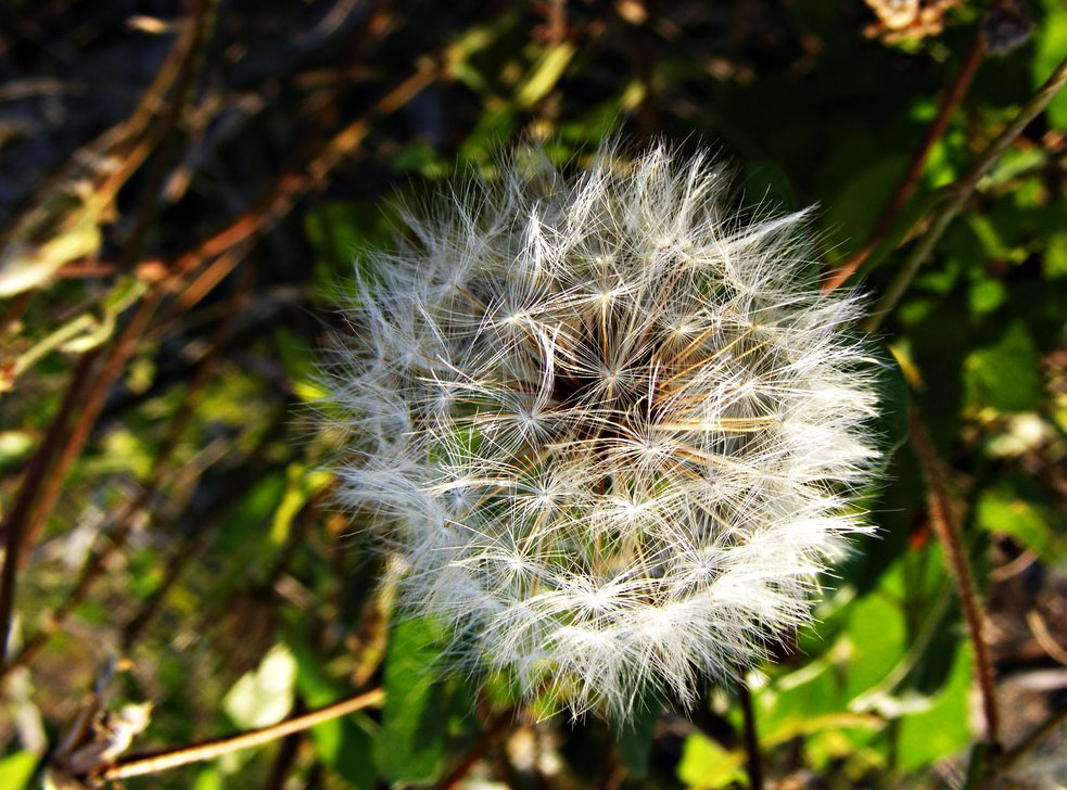 Dandelion